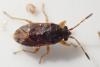 Stygnocoris sabulosus